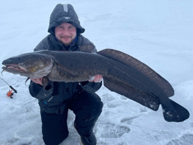 Изображение Налим-Никодим: на Онежском озере рыбак выловил красавца весом в 10 кг