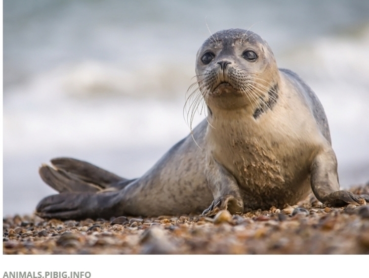 Изображение Детеныш тюленя лежал на песке и погибал, опутанный сетью