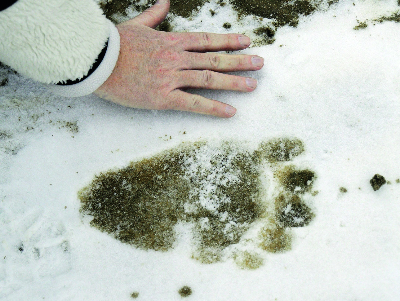 Изображение Отпечаток задней лапы медведя средних размеров на снегу. Фото: SHUTTERSTOCK 
