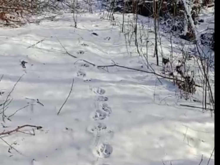 Изображение Жители селения в Приморском крае боятся покидать дома из-за тигра