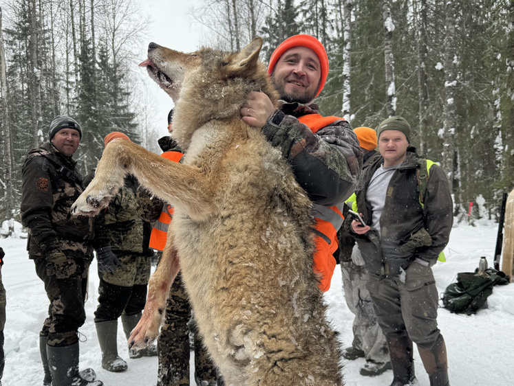 В Вологодской области охотниками уничтожена стая опасных волков