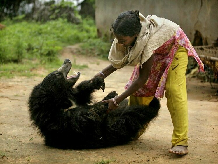 Изображение Супружеская пара из Индии чуть не погибла от лап четырех медведей