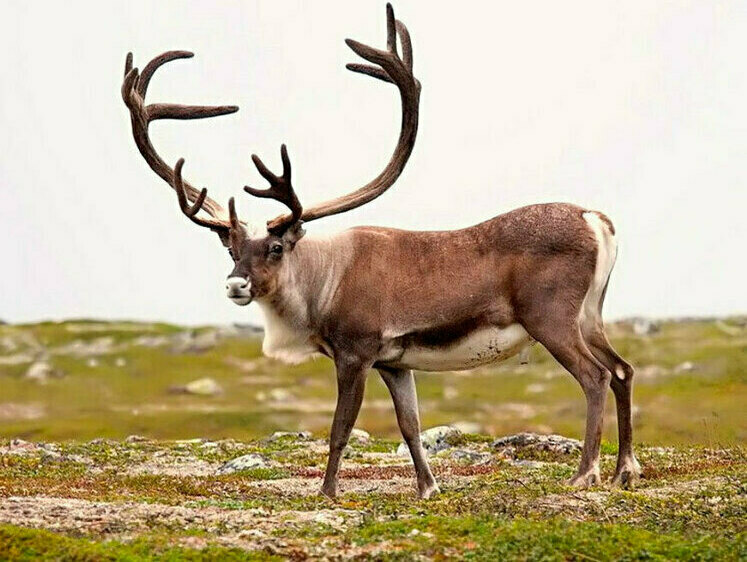 Изображение Одно разрешение в одни руки: в Томской области меняют правила охоты