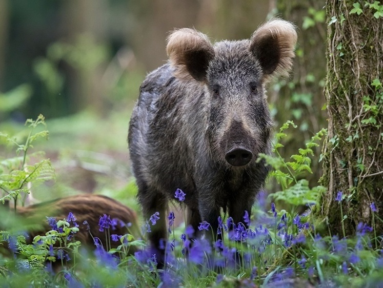 Изображение Не плативший алименты охотник лишился своего ружья за долги ребенку