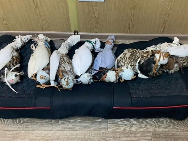 Изображение Живые птицы в чемодане: в Омской области будут судить ловцов сапсанов