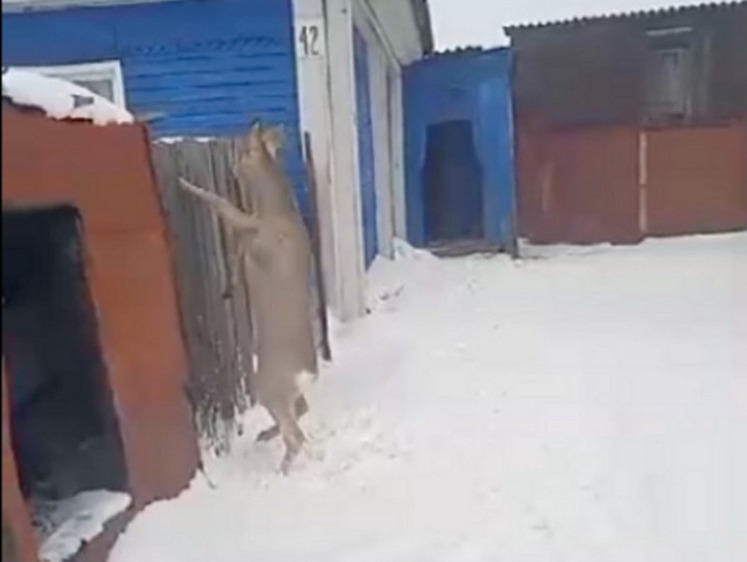 Изображение Неосторожные косули Новосибирской области застревают в заборах