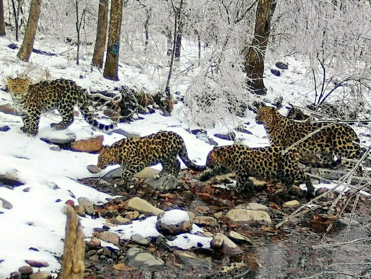 Изображение Самка леопарда с детенышами перебралась в Китай