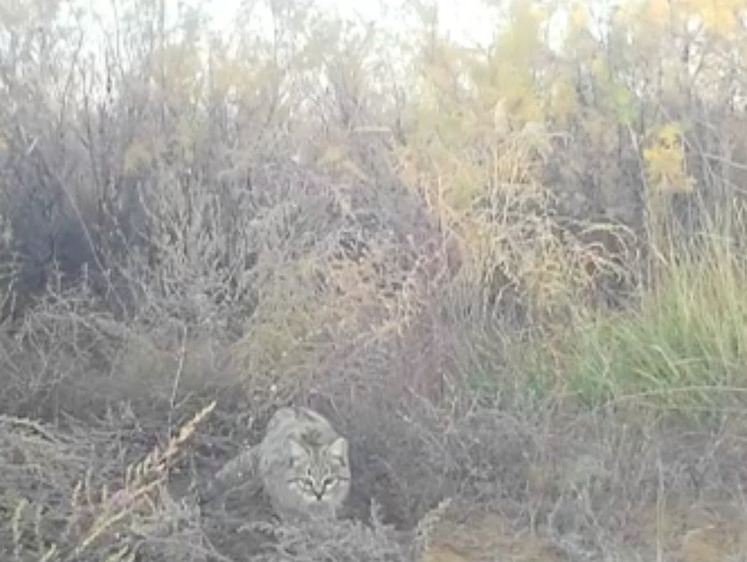 Изображение Степные котики устроили игру в пятнашки в заповеднике