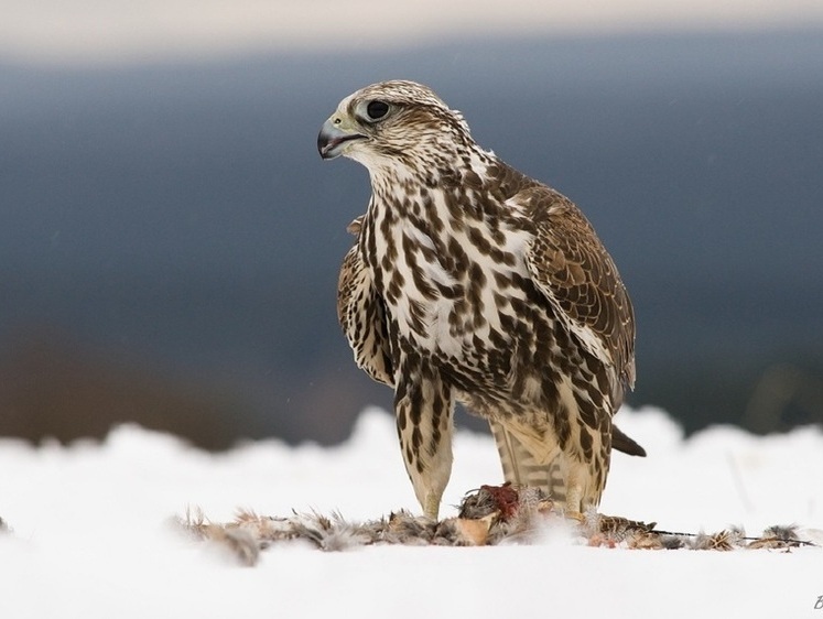 Изображение Браконьер получил 300 часов работ за отлов соколов-балобанов на Алтае