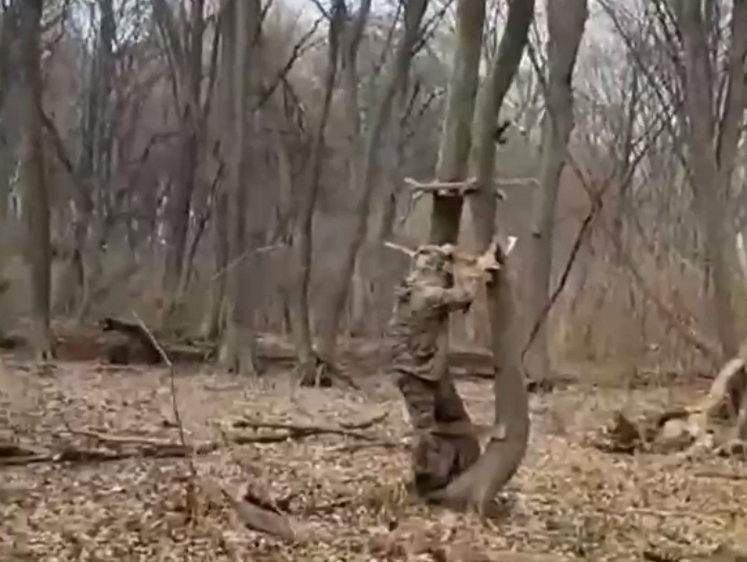 Изображение В Ингушетии егери нашли и разобрали засидки браконьеров
