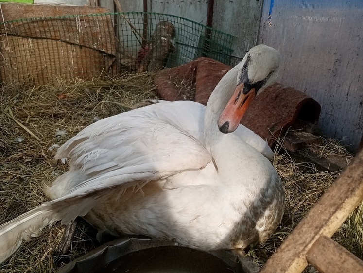 Лебедя после инсульта спасают ветеринары Волгограда