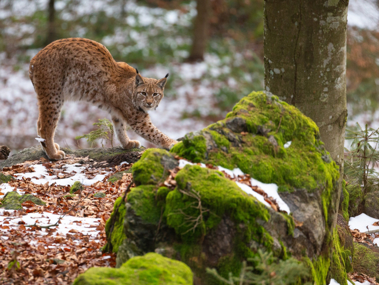 Изображение Рысь перемещается в южном направлении по России