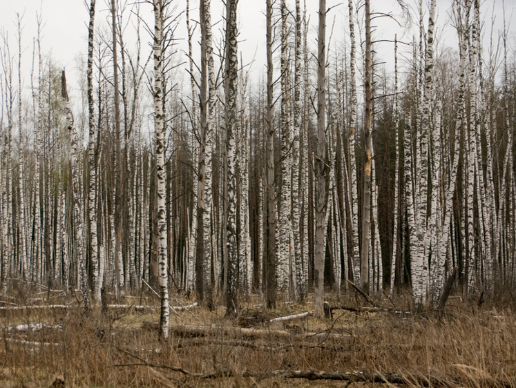 Изображение В Волгоградской области стали появляться клещи