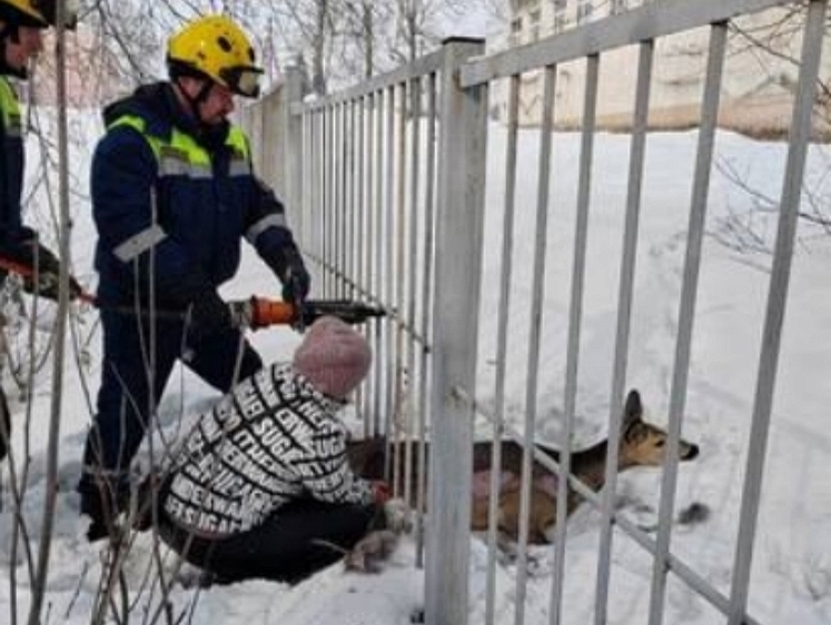 Изображение Кемеровскую косулю спасли в Международный женский день
