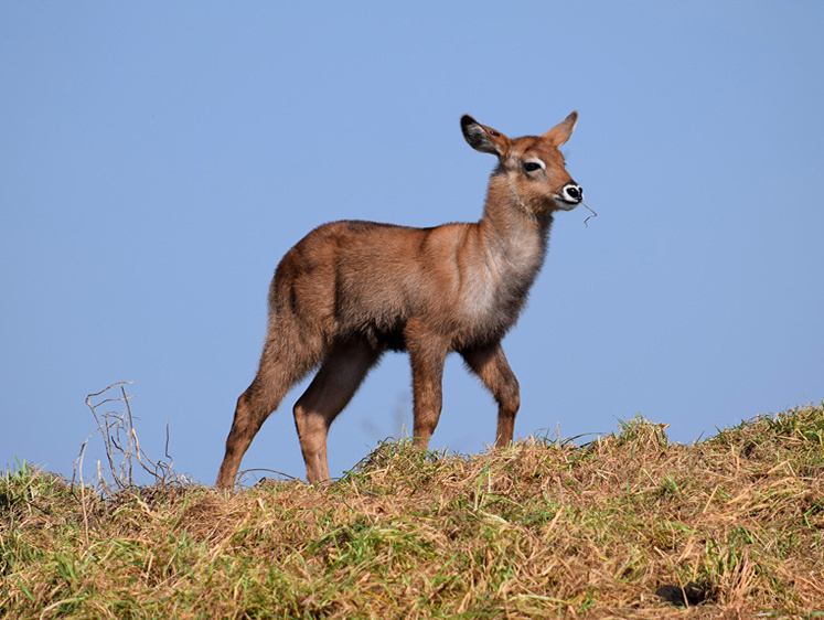 Изображение В Приморье разыскивают браконьеров, застреливших двух водяных оленей
