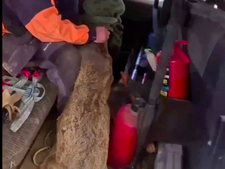 Изображение Спасатели достали косулю из подземелья в Приморье