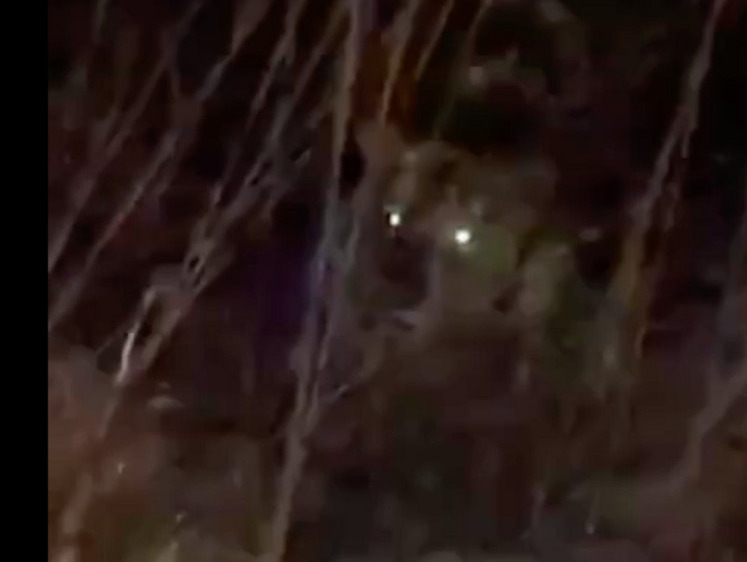 Изображение Тигр посветил «фарами» в Хасанском районе Приморья