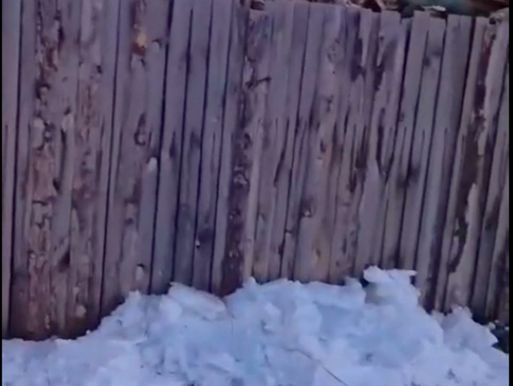 Изображение Жители Курганской области возмущены свалками с трупами животных