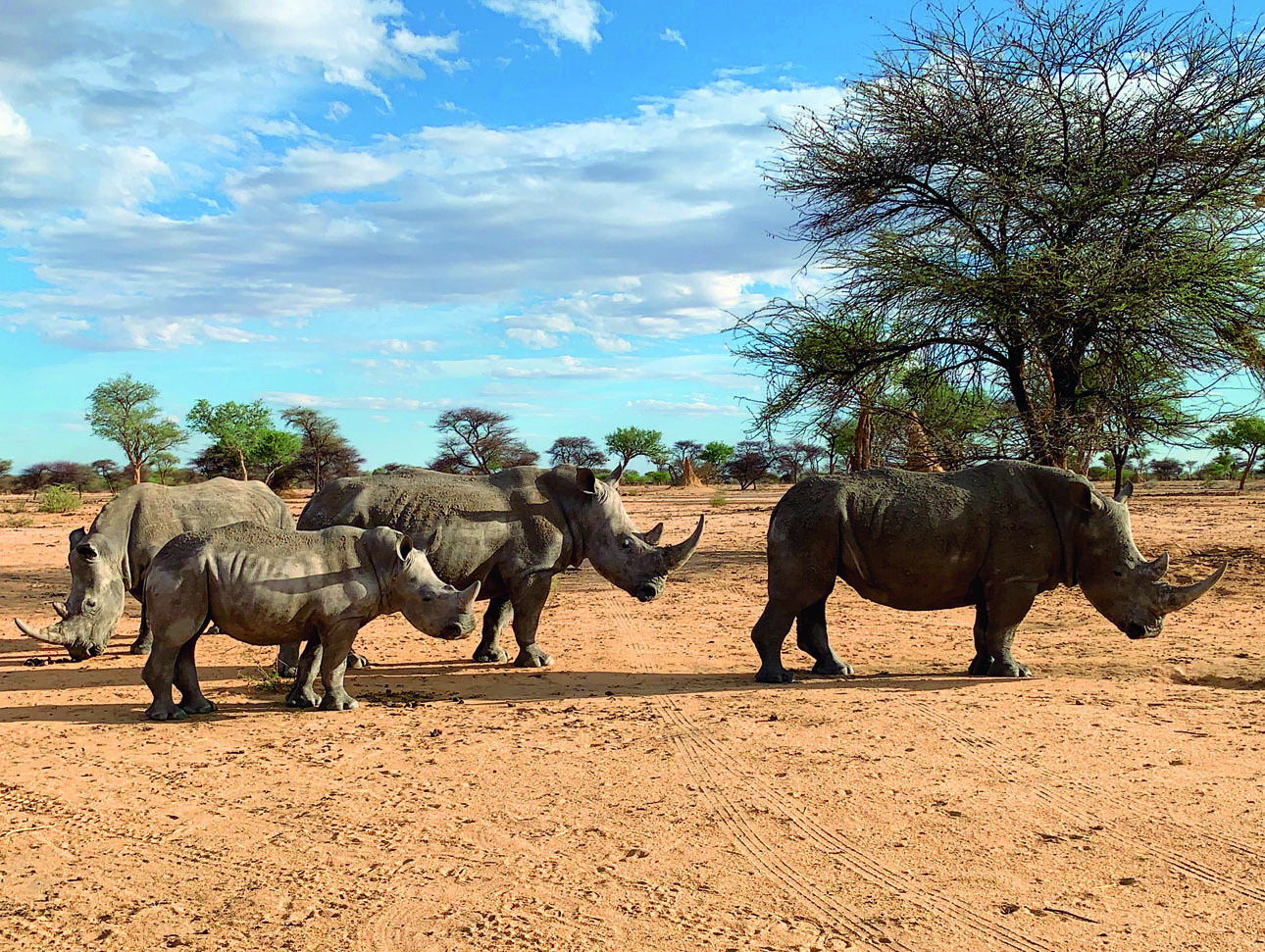 Изображение Семейство белых носорогов утром, пока еще не жарко и можно не искать укрытие от жары. Фото автора. 