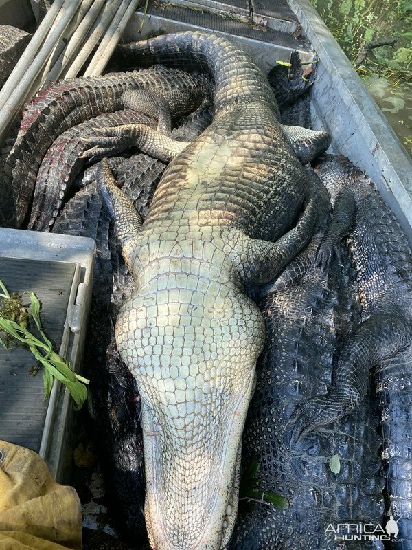 Изображение Фото: africahunting.com