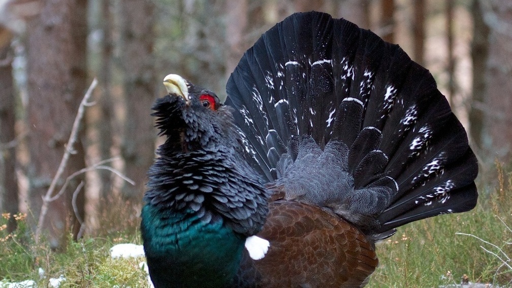 Оргия глухаря в сосновому бору
