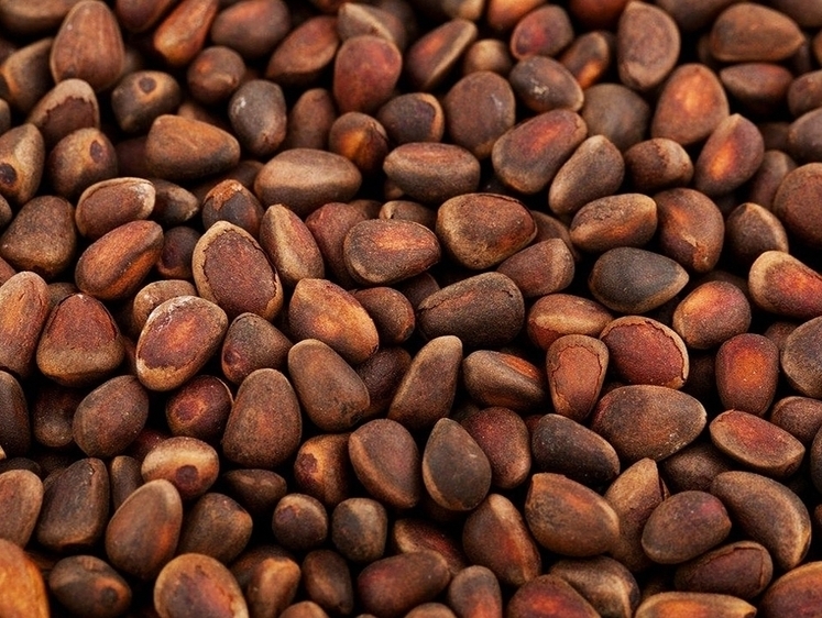 Изображение Экспорт кедрового ореха из Томска в ОАЭ значительно вырос