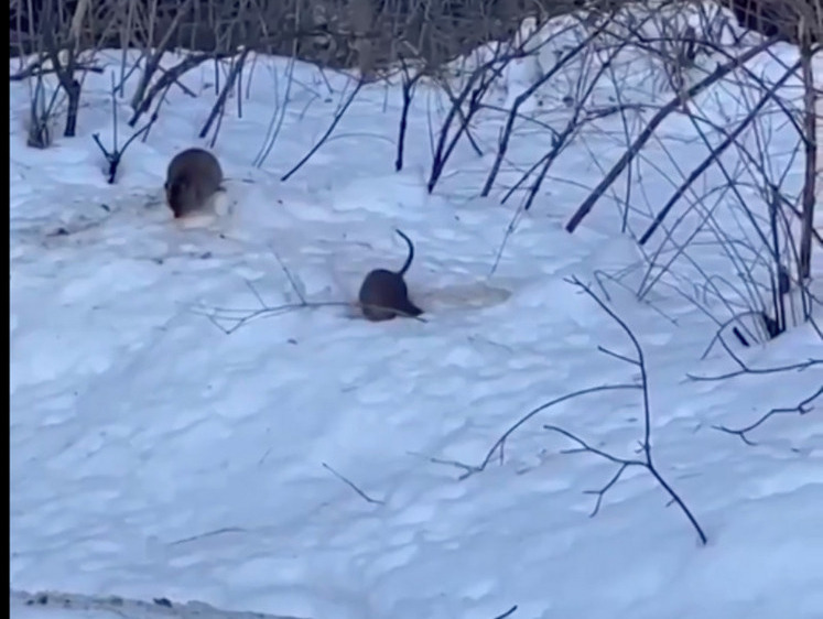 Изображение Нашествие крыс в Москве: в чем причины объяснил эксперт