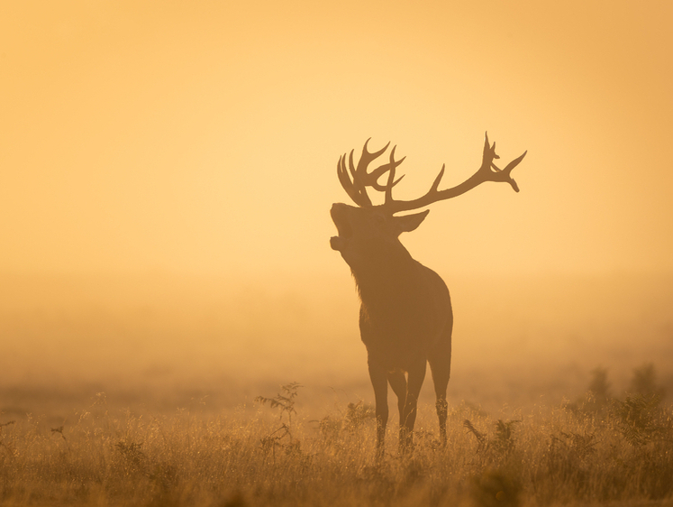 Изображение В Бурятии у охотника с непогашенной судимостью изъяли охотничий билет