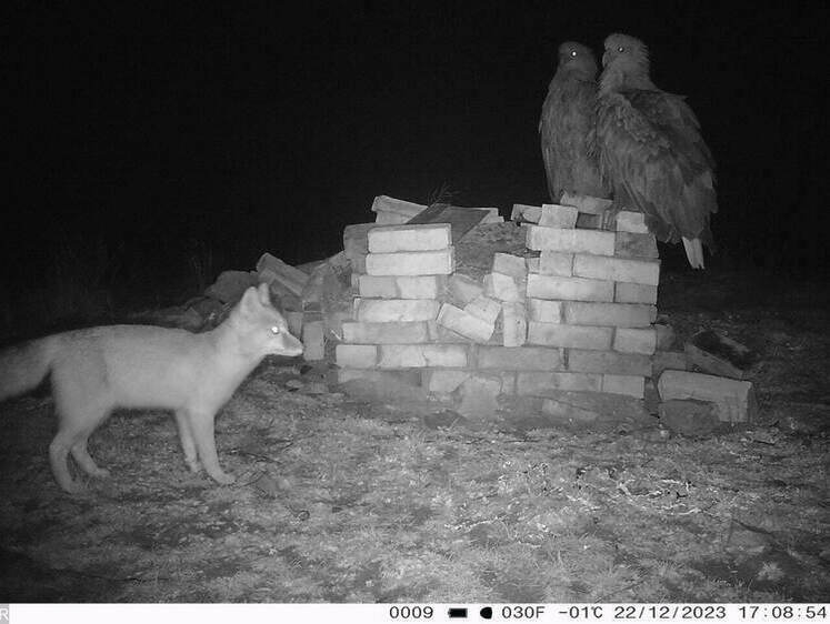 Изображение Шабаш орланов-белохвостов на «Черных землях» попал на камеру