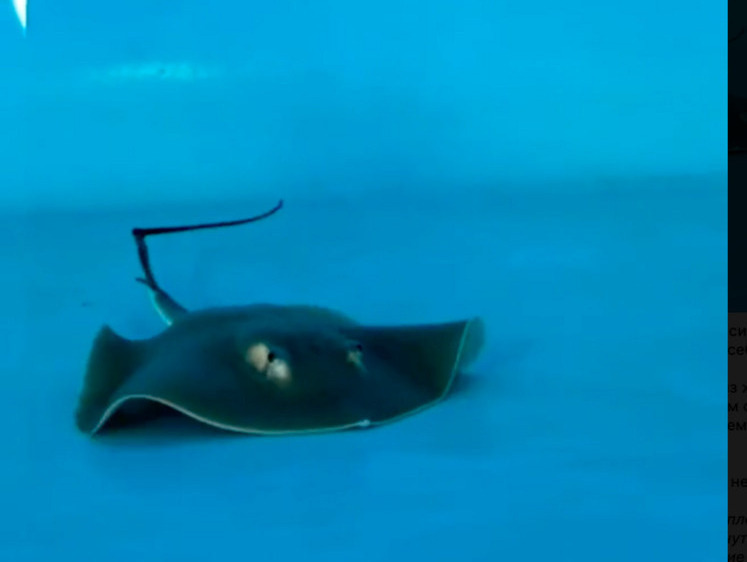 Изображение Забеременеть без самца смогла очередная самка ската