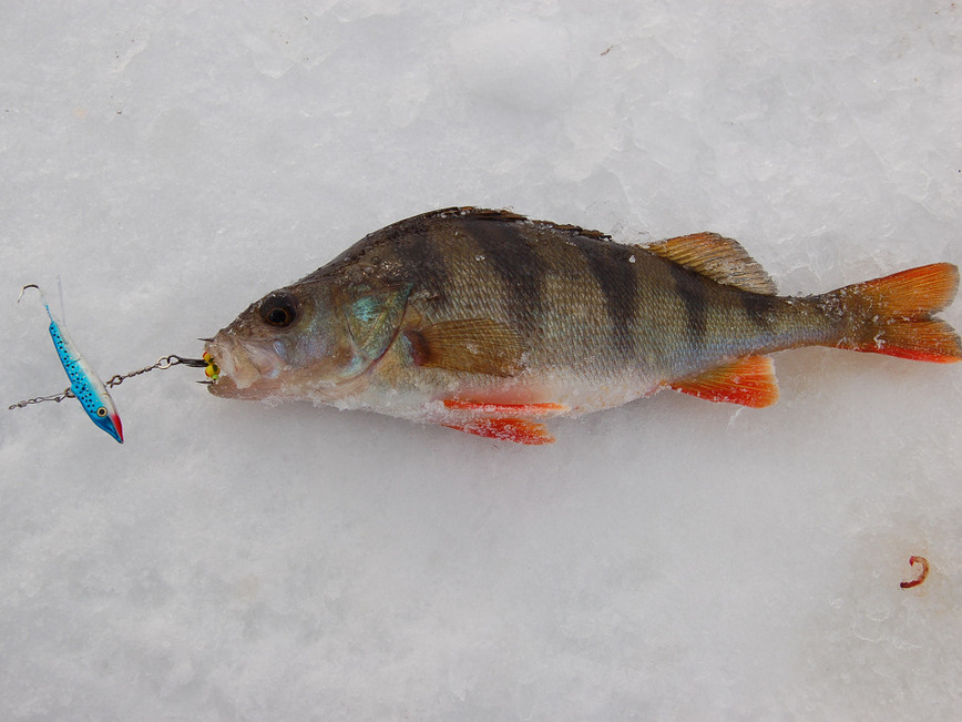Изображение Фото: Яншевского Андрея. 