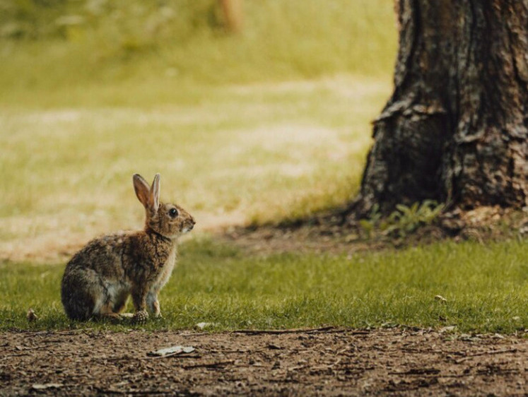 Изображение В Подмосковных лесах звери теряют свою шерсть