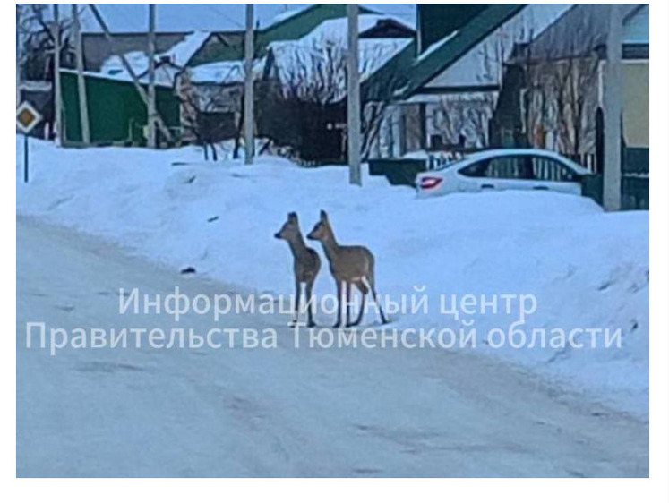 В Тюменской области косули ходят по деревням