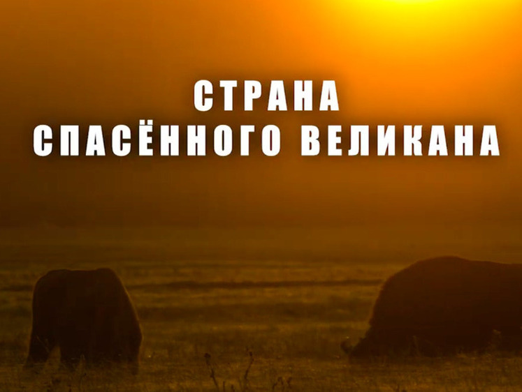 Изображение Кинофестиваль в Краснодаре открыли лентой о белорусских зубрах