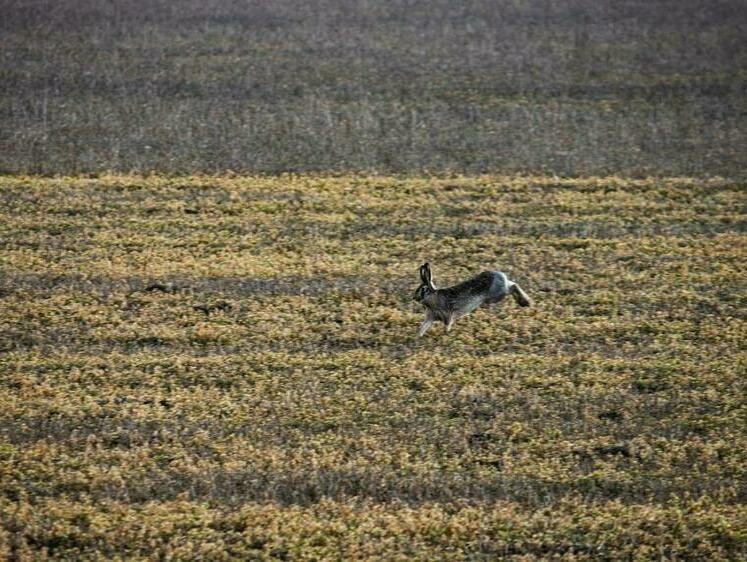 Изображение На Кубани завершили подсчет живности в лесу
