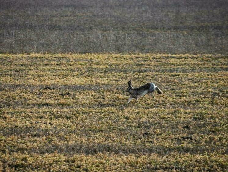 Изображение На Кубани завершили подсчет живности в лесу