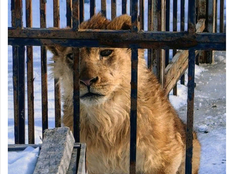 Изображение В Саратове укушенная львом девочка невольно спасла ему жизнь