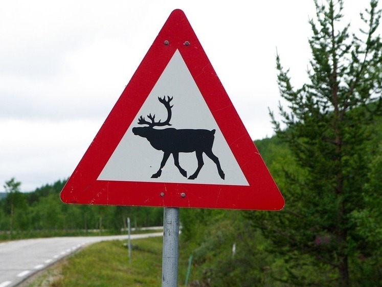 В Тульской области составили карту выхода животных из леса
