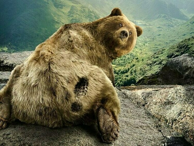 Изображение В Мурманской области вблизи экологической тропы разгуливает медведь