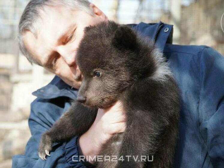 Изображение В Бахчисарайском зоопарке встретили новорожденных медвежат