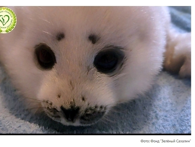 Изображение Маленького детеныша тюленя нашли на Сахалине