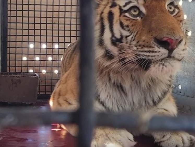 Поселившемуся в Московском зоопарке амурскому тигру выбрали имя