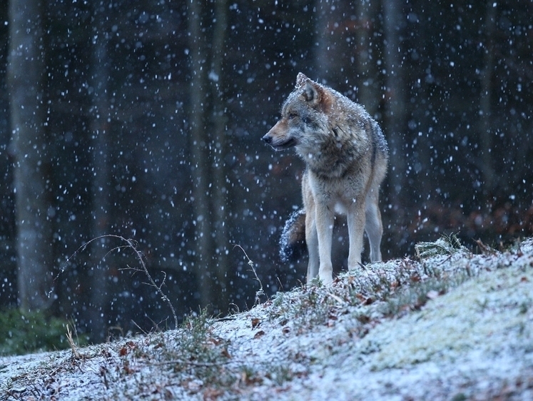 В Оренбургской области застрелили крадущего домашних животных волка