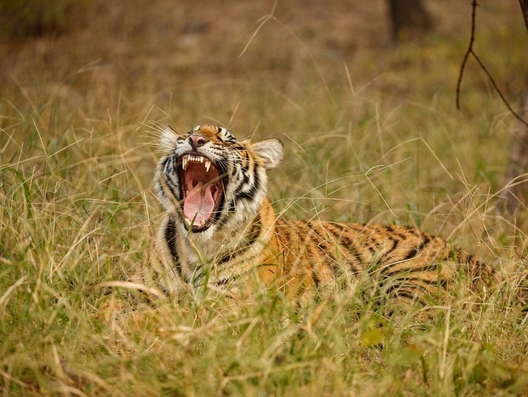 Изображение И снова лютуют тигры. Под Уссурийском хищник задрал двух лошадей