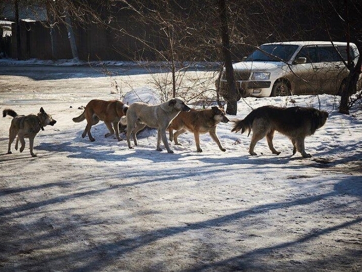 В Анжеро-Судженске маленькую школьницу перепугали собаки