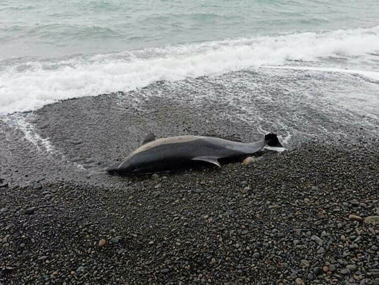 Пять погибших дельфинов и мор птицы в Абхазии 