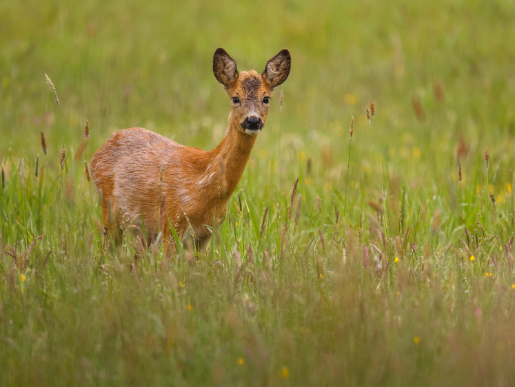 Изображение Шухер! Инспектор прикрывал браконьеров с косулей под Новосибирском