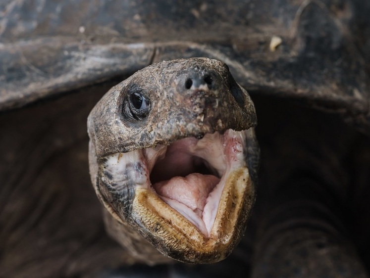 Изображение У вас черепахи в носках: накрыта контрабанда животных из США в Китай