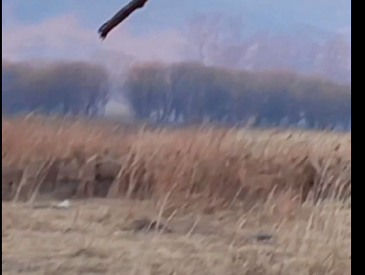 Пожары выгоняют оленей из мест обитания в Приморье
