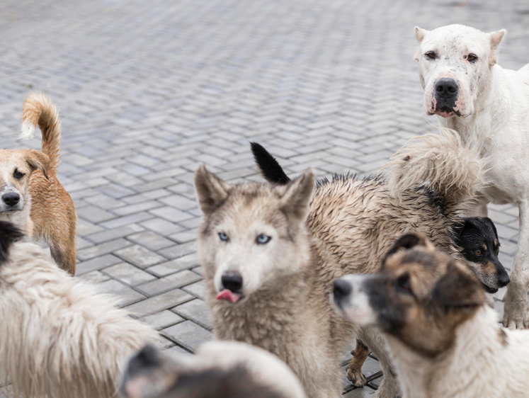 Изображение В Приморье участились случаи нападения бездомных псов на копытных
